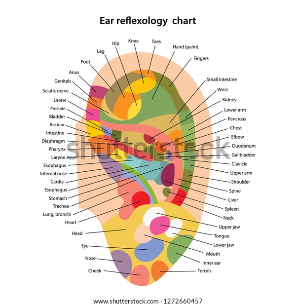 Ear Reflexology Chart Description Corresponding Internal Stock Vector