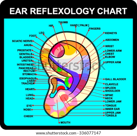 EAR REFLEXOLOGY CHART VECTOR Stock Vector (Royalty Free) 336077147