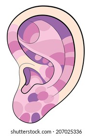 Ear reflexology illustration with different pink colors concerning the corresponding internal organs and body parts. Vector illustration over white background.