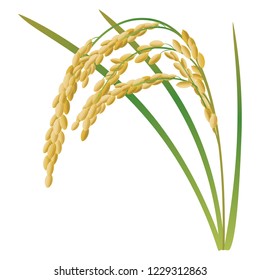 An ear of rice plant