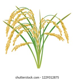 An ear of rice plant