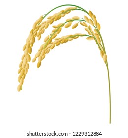 An ear of rice plant