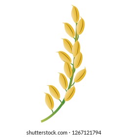An ear of rice plant