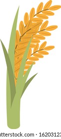 Ear of rice,spike,rice, cereal, crop