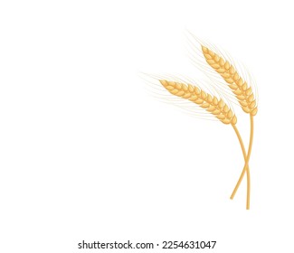 An ear of rye. Two ears of rye. Illustration for food packaging. Cereal plants. Vector illustration of cereals isolated on a white background