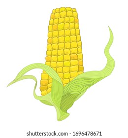 Ear of sweet corn isolated on white, hand drawn vector illustration. 