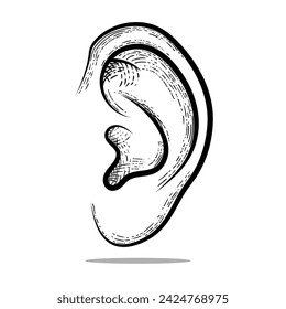 ear vector engraving style hand drawn black and white