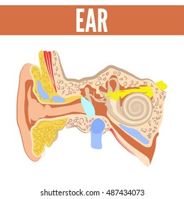 Ear. Vector illustration.
