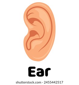 ear vector illustration good template for wallpaper, poster, banner