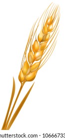 ear of whea  tEar of wheat on a white background