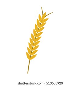 ear of wheat