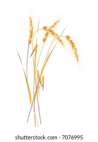 ear of the wheat