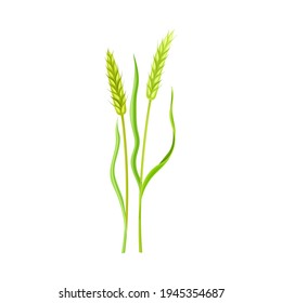 Ear of Wheat or Barley as Grain Crop or Cereal Specie and Cultivated Grass on Stalk with Inflorescences Vector Illustration