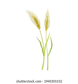 Ear of Wheat or Barley as Grain Crop or Cereal Specie and Cultivated Grass on Stalk with Inflorescences Vector Illustration