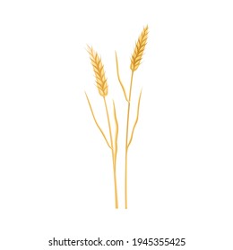 Ear of Wheat or Barley as Grain Crop or Cereal Specie and Cultivated Grass on Stalk with Inflorescences Vector Illustration