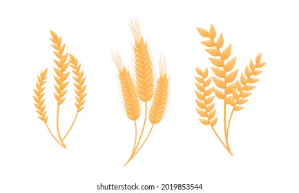 Ear of Wheat or Barley as Grain Crop or Cereal Specie and Cultivated Grass on Stalk with Inflorescences Vector Set