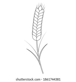 
Ear of wheat. A cereal crop needed to make flour. Vector illustration. Outline on an isolated white background. Doodle style. Sketch. Coloring book for children. Gathering the summer harvest. 