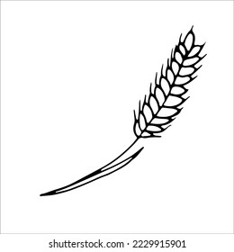 Ear of wheat. Coloring page, design element. Doodle style. Vector Illustration. Elements for cover, web, printing, design illustrations in the style of outline