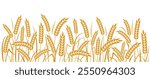 Ear of wheat and wheat grain on white background. Organic wheat, bread agriculture and natural eat, barley or rice millet. Agricultural background template. Isolated. Vector illustration