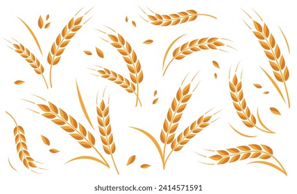 Ear of wheat and wheat grain on white background. Organic wheat, bread agriculture and natural eat. Agricultural background template. Isolated. Vector illustration