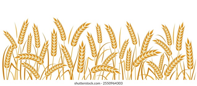 Orelha de trigo e trigo em fundo branco. Trigo orgânico, panificação, alimentação natural, cevada ou painço de arroz. Modelo de fundo agrícola. Isolado. Ilustração vetorial