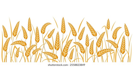 Ear of wheat and wheat grain on white background. Organic wheat, bread agriculture and natural eat, barley or rice millet. Agricultural background template. Isolated. Vector