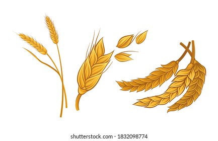 Ear of Wheat as Grain-bearing Stem of Cereal Plant Vector Set