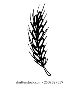 Ear of wheat hand drawn doodle. Cereal plant. Preparing flour. Grains. Wheat, rye, barley, millet, oats, rice. Grocery. Vector sketch line art illustration.