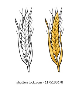 Ear of wheat. Isolated on white background. Vector vintage color and monochrome engraving illustration. Hand drawn design element