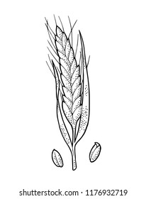 Ear of wheat. Isolated on white background. Vector vintage monochrome engraving illustration. Hand drawn design element