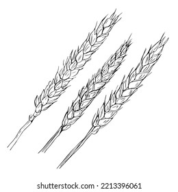 Ear of wheat isolated on white background vector vintage monochrome engraving illustration hand drawn design element