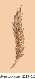 Weizenähren. Einzige Vektorgrafik. Handgezeichnetes Design-Element