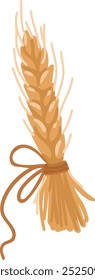 Ear of wheat isolated white background, vector, autumn illustration