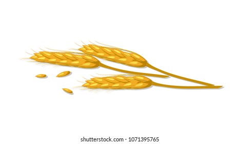 Ear of wheat on white background