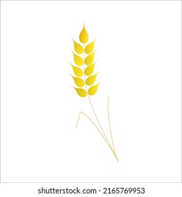Ear of wheat on a white background.