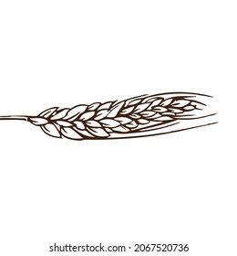 Ear of wheat sketch hand drawing