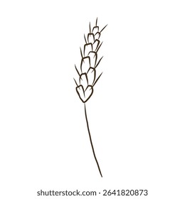 Ear of wheat or spelt ink sketch. Dried whole grains, cereal harvest, agriculture, organic farming, healthy food symbol. Ears of wheat are drawn by hand. Vector illustration on isolated background