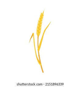 Ear wheat with spikes and an arc-shaped stalk, isolated on a white background. Vector illustration of a yellow twig of a cereal plant.