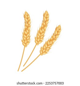 An ear of wheat. Three spikelets of wheat. Cereals.Illustration for food packaging. Vector illustration isolated on a white background