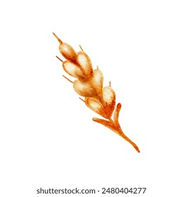 Ear of wheat watercolor illustration. Cut out from background for decorating design