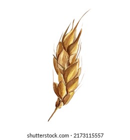 Ear of wheat watercolor illustration. Template for decorating designs and illustrations.