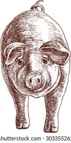 eared pig