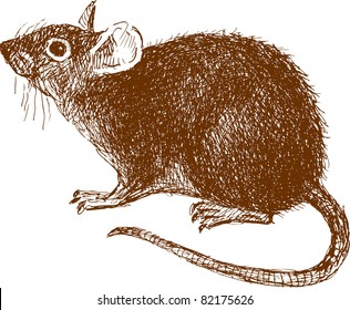 Eared rat