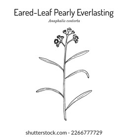 Eared-leaf pearly everlasting (Anaphalis contorta), medicinal plant. Hand drawn botanical vector illustration