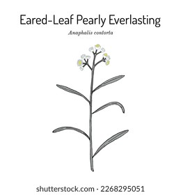 Eared-leaf pearly everlasting (Anaphalis contorta), medicinal plant. Hand drawn botanical vector illustration