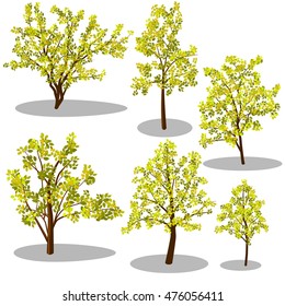 Early autumn isometric trees set (green and yellow leafs)