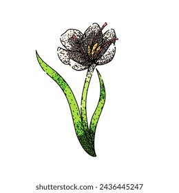 early crocus hand drawn. flower spring, garden crocus, purple saffron early crocus vector sketch. isolated color illustration