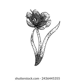 early crocus hand drawn. flower spring, garden crocus, purple saffron early crocus vector sketch. isolated black illustration