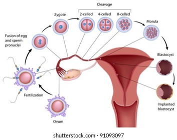 Early human development from ovulation to implantation of blastocyst in the uterine wall