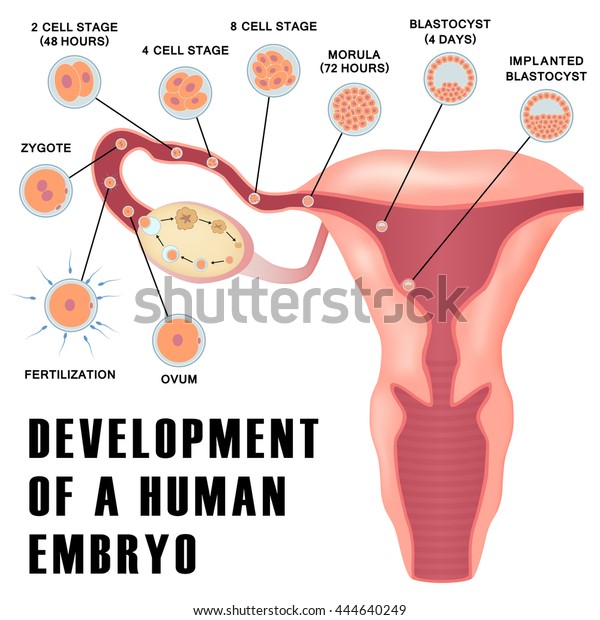 Early human embryo\
development from ovulation to implantation of blastocyst in the\
uterine wall